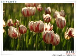 自然赋予的芬芳诗篇