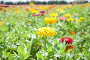 北欧罂粟花美图来袭，你见过如此绚烂的花海吗