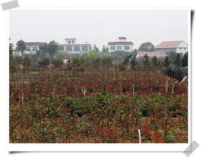 中南地区蕞大的花木交易和种苗繁殖中心