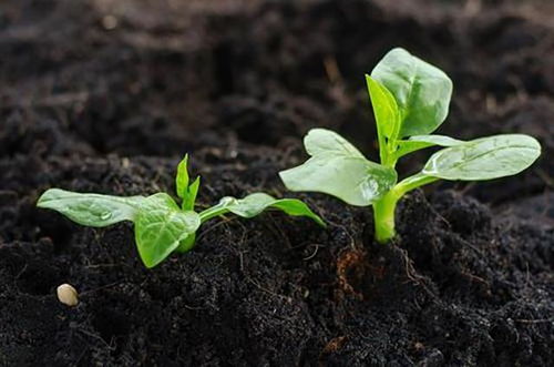 土壤改良， 根系成长的“温床”