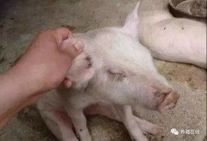 猪倒地划水，警惕健康隐患