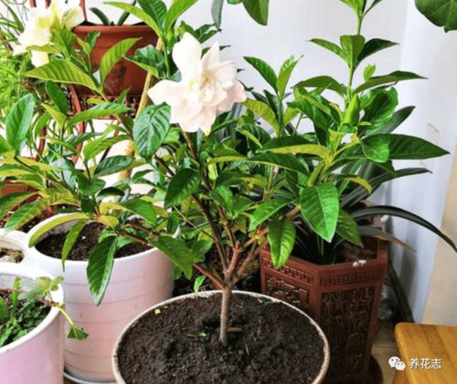 栀子花适合室内养殖吗？如何掌握正确的浇水方法避免根部腐烂