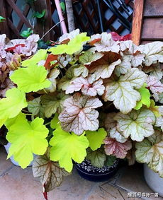 冬日里的阳光花：向日葵的温暖