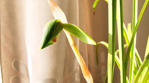 兰花如何从叶芽到花箭绽放？