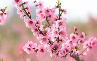 “米兰花开半边艳，花中藏谜待揭晓