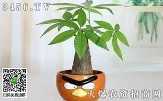 春季或秋季，移栽发财树正当时