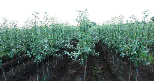 标准制定， 规范行业