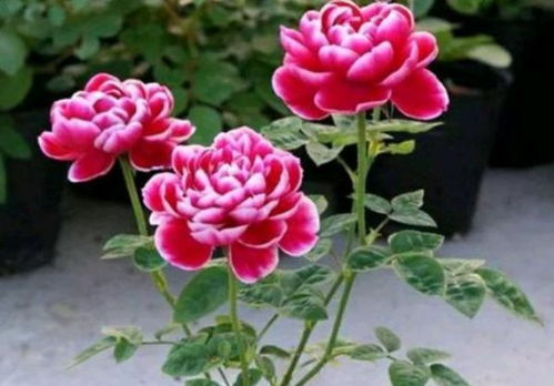 玫瑰花冬天怎么过冬？在寒冷中绽放的秘密是什么