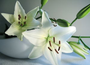 2. 百合花：纯洁优雅的代表