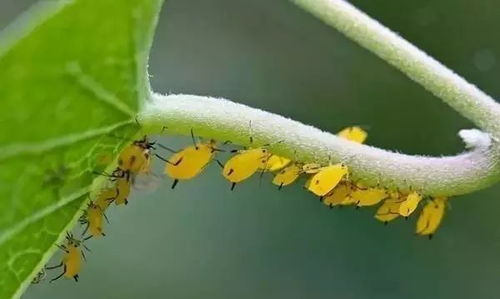 蚜虫怎么治？试试这些药