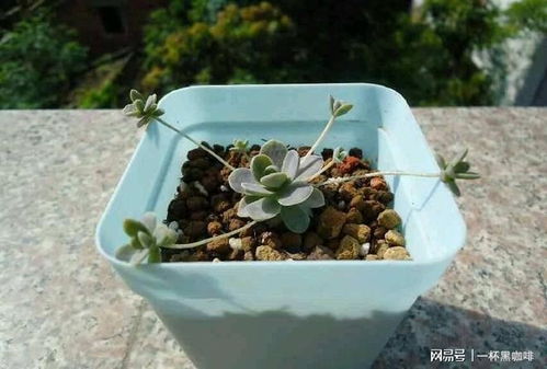 多肉植物换盆后用干土，需要立即浇水吗
