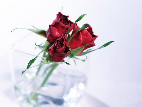 二、 白玫瑰的寓意：我足以与你相配