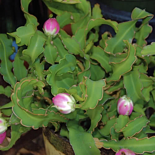 荷塘月色， 分类繁多