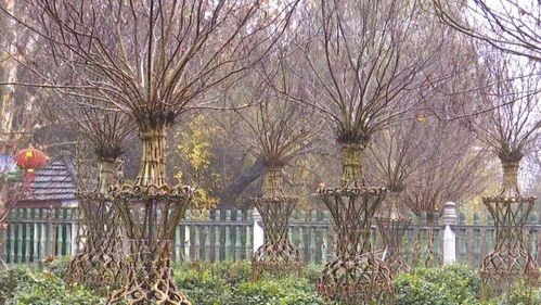 苗木种植， 前景乐观