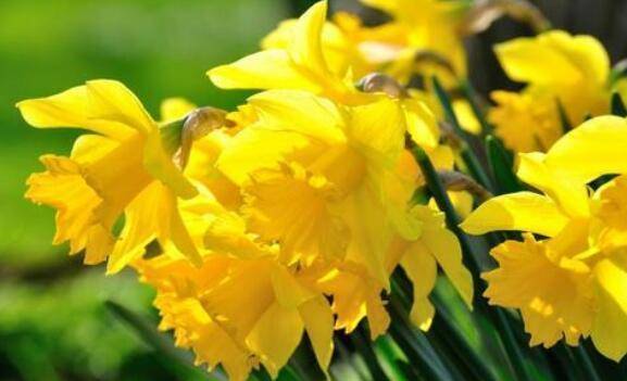 花宫娜月季：美丽与魅力的交织