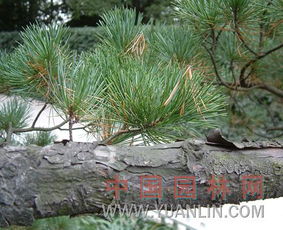 四月的采芽，你了解吗？