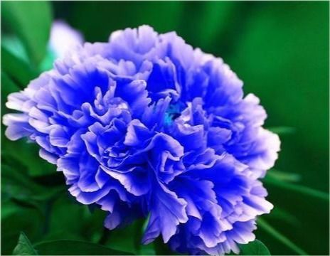 牡丹花语中，红色牡丹代表富贵