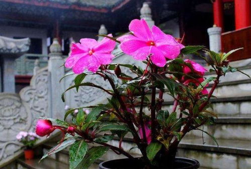 北方冬季如何浇水养花？室内花卉如何度过寒冷季节