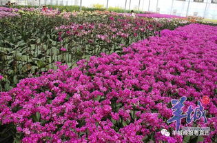 走进花的世界， 寻找那抹红