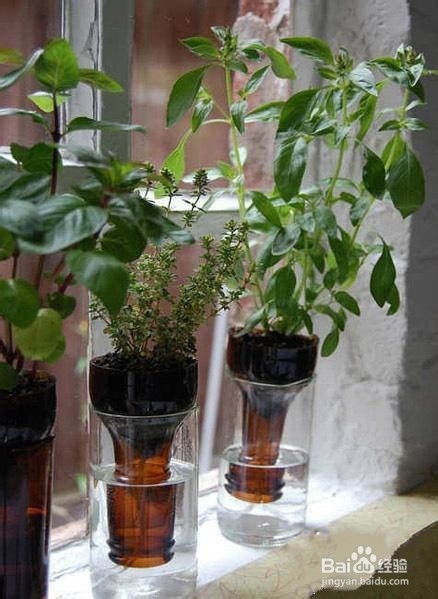石头打孔养花？如何巧妙嵌入植物根系