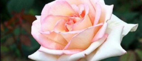 月季花切花品种特点探秘