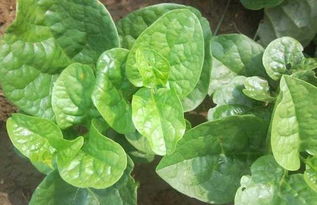 过期的木耳也Neng用