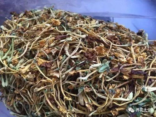 茶花苞未绽放，是养分不足还是时机未到