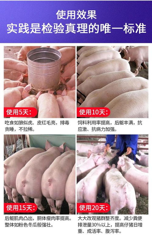 育肥猪长得快，如何做到少生病、耗料少