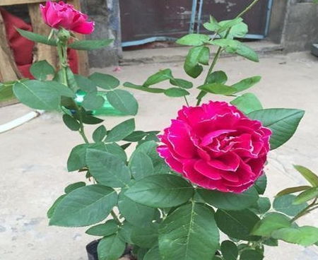 第三招：堪花色