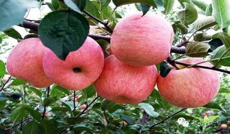 苹果椒的栽培乐趣与成长故事