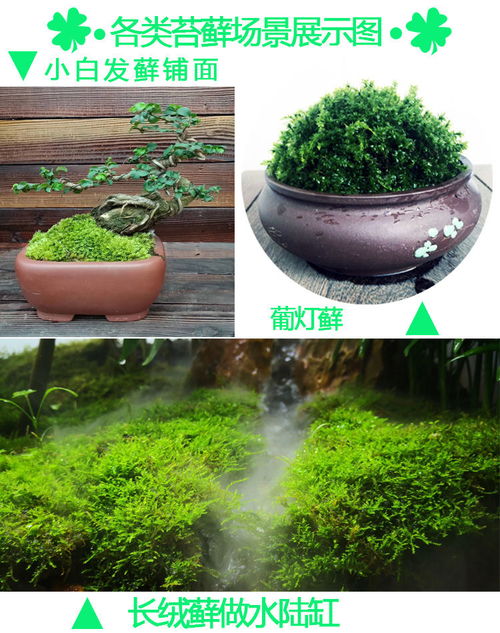 绿苔对盆栽有害吗？