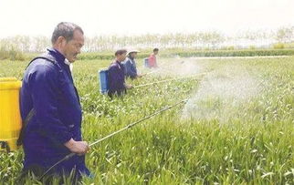一亩地防治小麦赤霉病需要用多少戊唑醇和噻呋己唑醇？