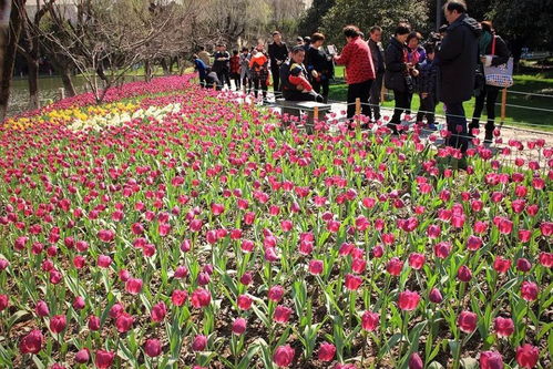 郑州苗圃的教训， 让你种花少走弯路