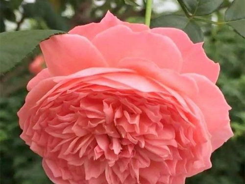 月季苗的美丽秘密：品种与种植的重要性