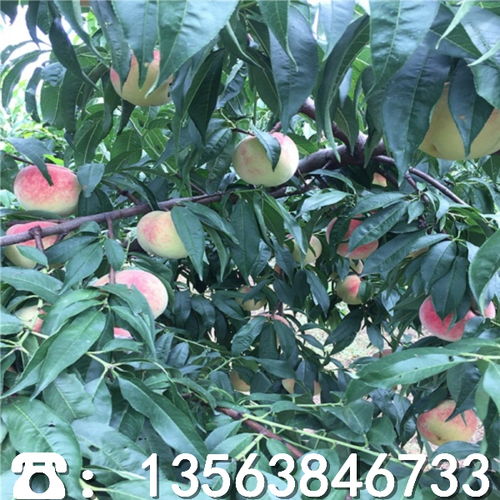 选购桃树苗的技巧：如何用奶茶钱买到优质苗