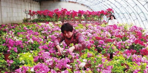 花卉种植大棚：乡村振兴的美丽引擎