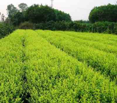 长沙苗木基地哪家口碑好？