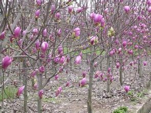 南召县玉兰品种介绍