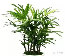 棕竹种植条件是什么为何难以成活