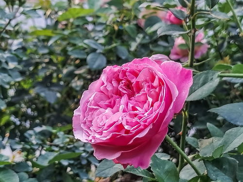 月季花开北京乡间