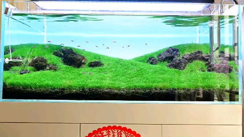 牛毛草种子在鱼缸中种植，有哪些正确的养护方法需要注意
