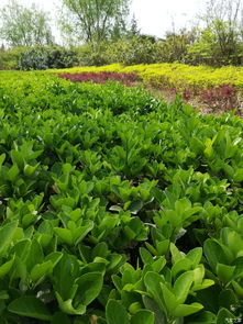 龙船花、 蓝雪花，这些名字好听的植物