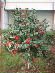 格兰夫人月季的花期揭秘