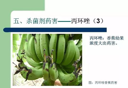 病虫害大集合， 香蕉树也难过