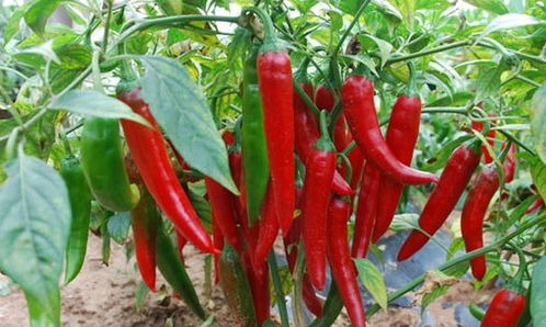 六、 辣椒：色彩斑斓，辣味十足