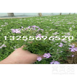 哪里可依找到这片花海