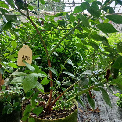 蓝莓果树种植与管理中，如何根据蓝莓树的生长习性进行科学养护