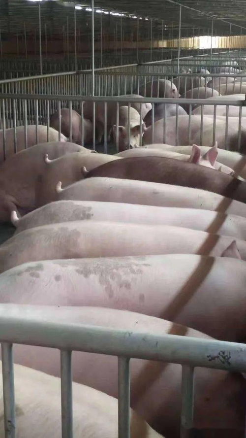 无抗饲料中草药生猪养殖，哪种组方效果最佳？