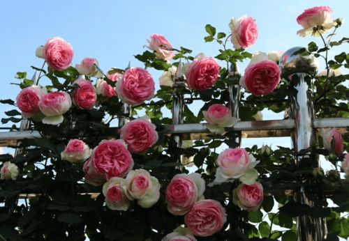 月季秋花绽放的秘诀大揭秘！