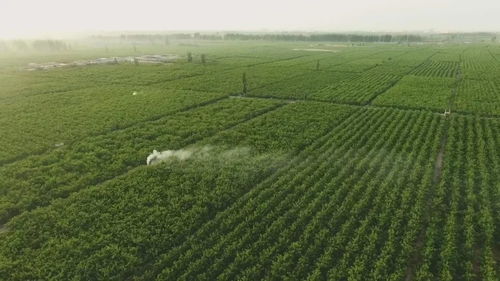 四、塔城老农的妙招，年增收8万元